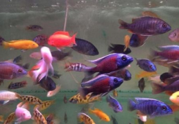 我爱观赏鱼,探索水族世界的多彩魅力